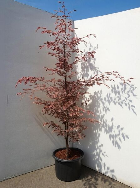 Dreifarbige Rot-Buche (Fagus sylvatica 'Tricolor') 200-250 cm im C30-Topf, schlanker Baum mit rot-buntlaubigem Laub.