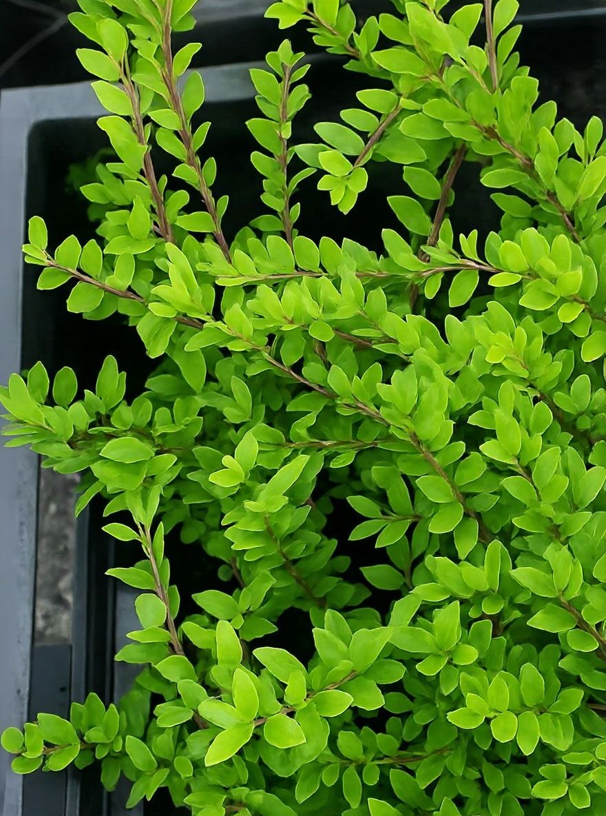 grow lights for plants Grow Light - 1 Light Kit