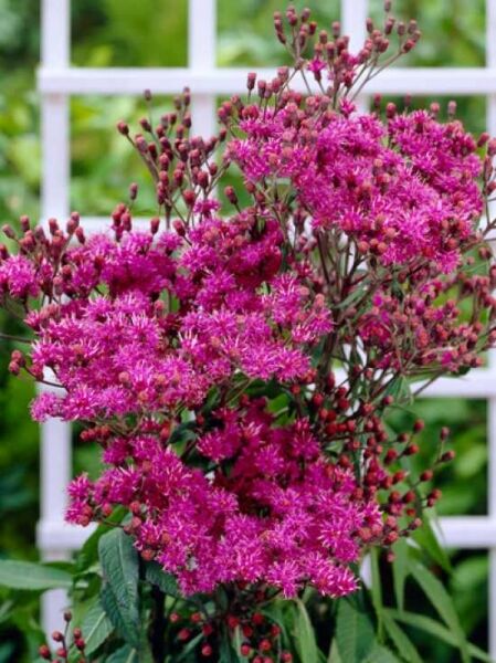 Vernonie (Vernonia crinita) mit pinkfarbenen, feinen Blütenbüscheln und zahlreichen Knospen an aufrechten Stielen.