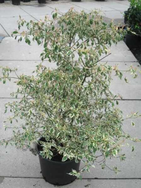 Cornus alternifolia 'Argentea' / Wechselblättriger Hartriegel 'Argentea', 80-100 cm, C20, im Topf mit panaschiertem Laub.