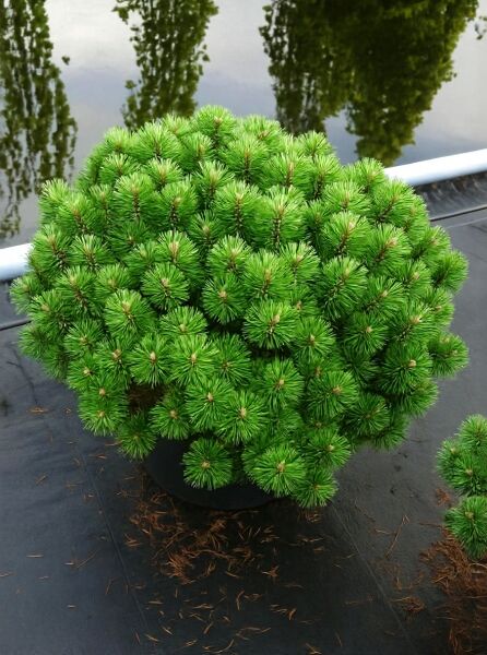 Zwerg-Bergkiefer Pinus mugo 'Humpy', kompakter kugeliger Nadelbusch im Container, 50–60 cm breit, C35