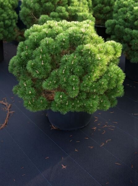 Pinus mugo 'Mops' / Kugel-Kiefer 'Mops', dichter rundlicher Wuchs im Container, 70–80 cm breit, C50.