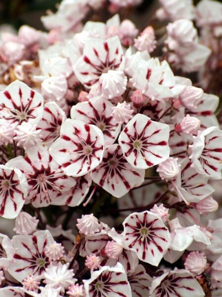 Kalmia latifolia 'Bumblebee' (Lorbeerrose/Berglorbeer 'Bumblebee') mit weißen Blüten und dunkelroter Zeichnung und Knospen