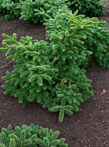 Blaugraue Algiertanne (Abies numidica 'Glauca'), 80-100 cm, mehrtriebige Jungpflanze mit dichtem, dunkelgrünem Nadelwerk.