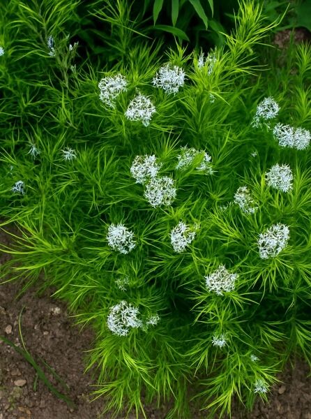 Texas Blaustern (Amsonia ciliata) mit feinem, nadelförmigem Laub und mehreren weißen Blütenbüscheln in Draufsicht.