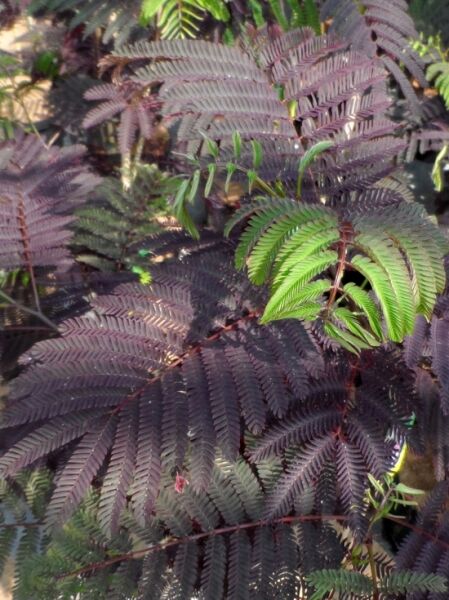Seidenbaum Albizia julibrissin 'Chocolate Fountain' mit gefiederten, dunkelpurpurnen Blättern und frischem grünem Neuaustrieb