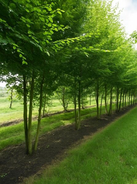 Mehrstämmige Hainbuche (Carpinus betulus) 400–450 cm, mit dichter grüner Krone und schlanken Stämmen in Reihenpflanzung.
