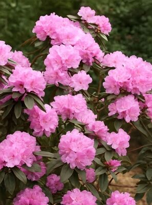 Kleinwchsige Rhododendren gnstig in Top-Baumschulqualitt kaufen