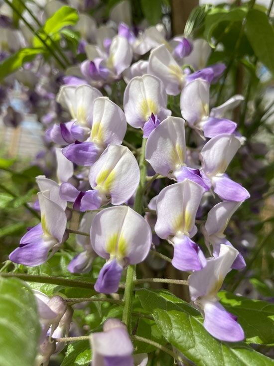 Chinesischer Blauregen 'Prolific' - Wisteria sinensis 'Prolific' -  Baumschule NewGarden
