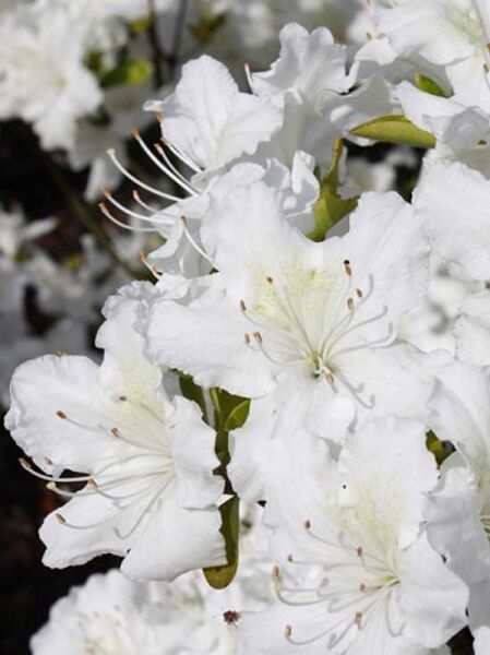 Japanische Azalee 'Luzi' / Japanische Azalee 'Luzi'