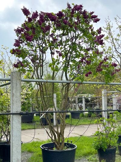 Gartenflieder / Gewöhnlicher Flieder / Edelflieder &#039;Paul Deschanel&#039; 250-300 cm Hoch &#039;mehrstämmig&#039; / Syringa vulgaris &#039;Paul Deschanel&#039; &#039;mehrstämmig&#039; (874927)