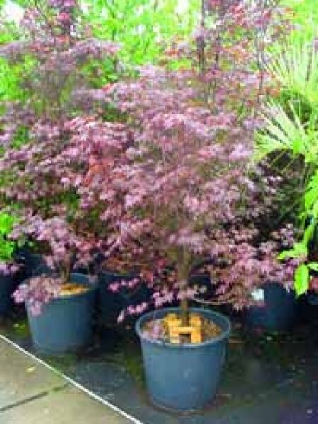 Roter Fächer-Ahorn / Japanischer Ahorn 'Fireglow' / Acer palmatum 'Fireglow'