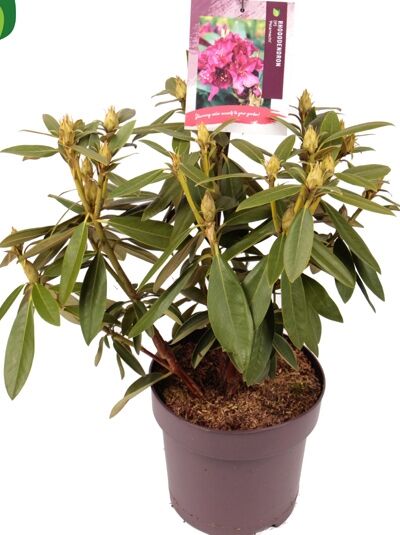 Rhododendron 'Polarnacht' / Rhododendron Hybride 'Polarnacht'