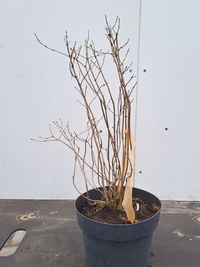 Philadelphus coronarius 'Aureus' / Gelber Europäischer Pfeifenstrauch, 40–60 cm, C3, laubfreier Strauch im Topf mit mehreren Trieben