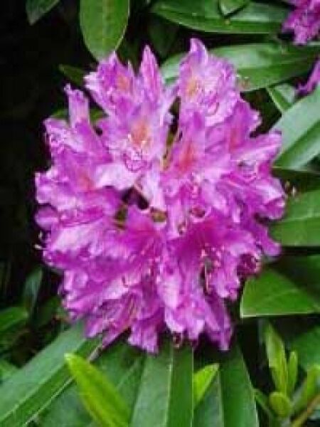 Rhododendron ponticum 'Roseum' / Pontischer Rhododendron 'Roseum'