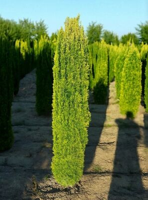 Gelbe Sulen-Eibe - Taxus baccata 'Fastigiata Aurea' (Synonym: Taxus  baccata 'Fastigiata Aureomarginata')