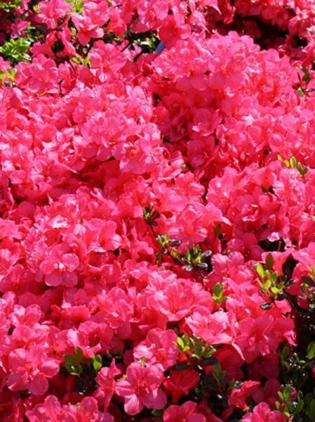 Japanische Azalee 'Purpurkissen' (Rhododendron obtusum) mit purpurrosa Blüten und grünem Laub in dichter Polsterform