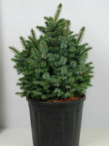 Zwerg-Sitka-Fichte 'Midget' / Zwerg-Sitka-Fichte 'Midget'