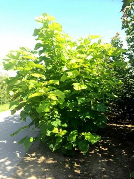 Gold-Trompetenbaum / Catalpa bignonioides 'Aurea'