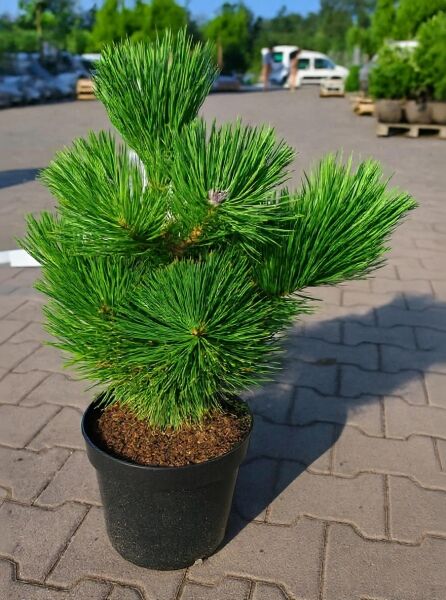 Pinus thunbergii 'Maijima' / Japanische Schwarzkiefer 'Maijima', 30-40 cm, im Topf C5 mit dichtem, grünen Nadelpolster.