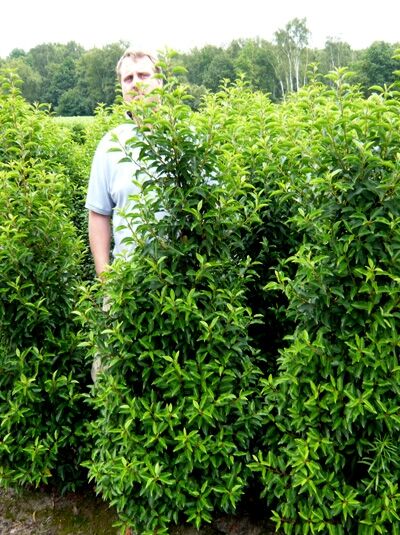 Portugiesischer Kirschlorbeer / Portugiesischer Kirschlorbeer