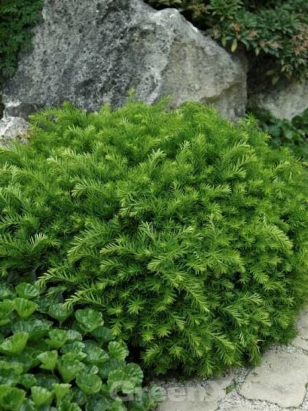 Taxus media 'Densiformis' / Eibe 'Densiformis', kompakter immergrüner Nadelstrauch mit dichtem, hellgrünem Austrieb