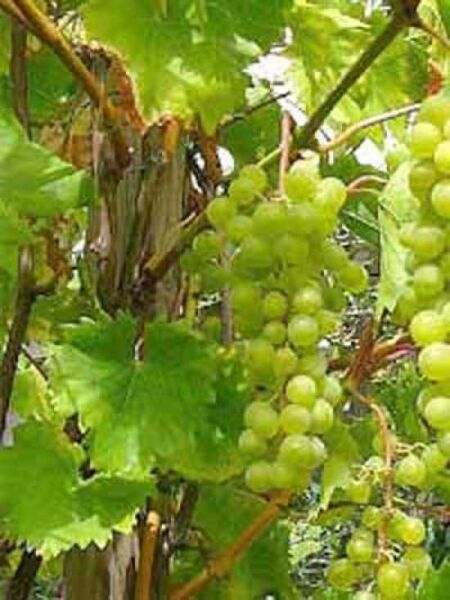 Vitis vinifera / Weinrebe / Wein