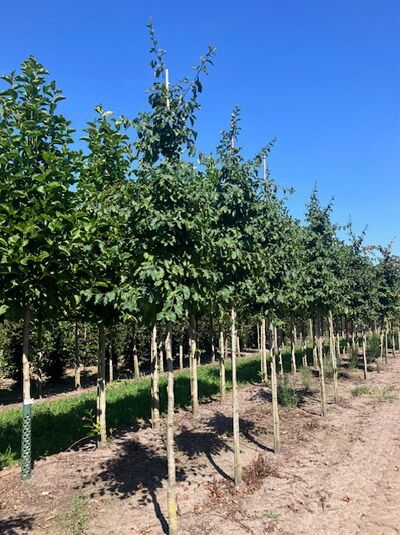 Parrotia persica (Eisenholzbaum), Parrotie Hochstamm 12-14 StU mit Drahtballen im Baumschulquartier, belaubte Jungbäume in Reihe