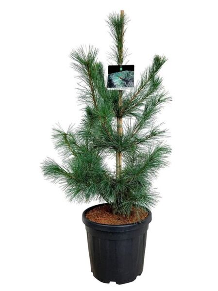 Före-Ammerland / Kiefer 'Ammerland' / Pinus monticola 'Ammerland'