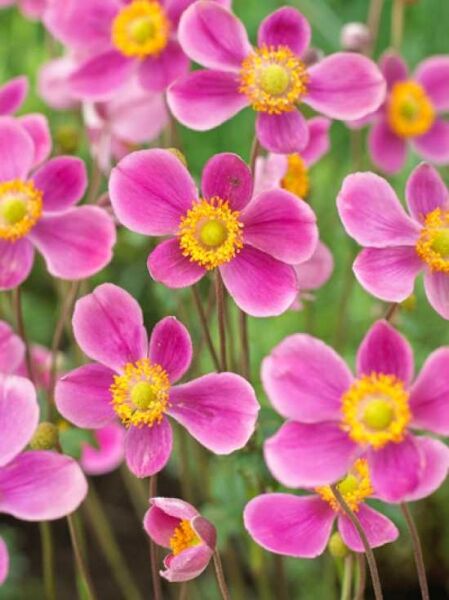 Japan-Herbst-Anemone 'Splendens' / Anemone hupehensis 'Splendens'