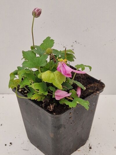 Herbst-Anemone Anemone hupehensis 'Pretty Lady Emily' P9 im Topf mit grünen Blättern und rosa Blütenknospen und Blüten.