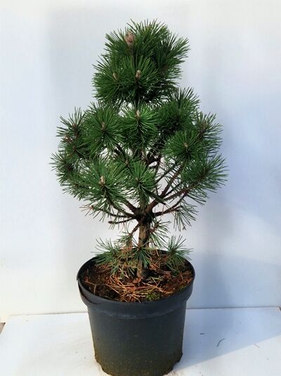 Pinus mugo 'Columbo' / Kegel-Bergkiefer 'Columbo' 25-30 cm C5 im Topf, kompakter Wuchs mit dunkelgrünen Nadeln