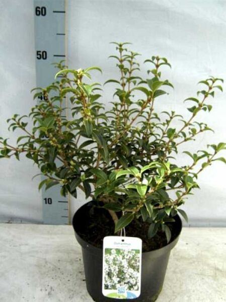 Osmanthus burkwoodii / Frühlings-Duftblüte, immergrüner Strauch im Topf, 40-50 cm, Container C3 mit Etikett