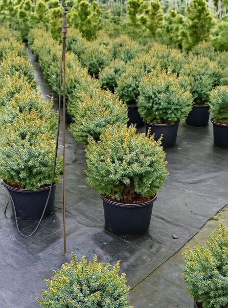 Picea omorika 'Nana' / Omorika-Zwergfichte 50-60 cm C20 im schwarzen Topf, kompakter kugeliger Wuchs, nadelige Zweige.