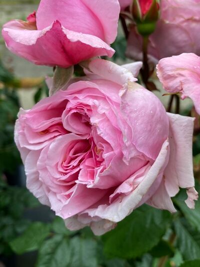 Rosa 'Kiss me Kate'® / Kletterrose 'Kiss me Kate'® mit rosafarbenen, gefüllten Blüten und grünen Blättern.