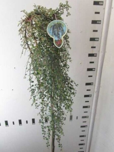 Immergrüne Kriechmispel Cotoneaster procumbens 'Streibs Findling', 125 cm Stamm C7, hängender Wuchs mit kleinen grünen Blättern.