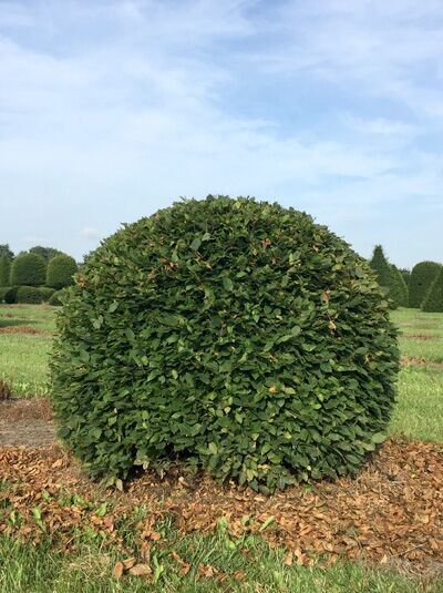 Carpinus betulus 'Kugel' / Hainbuche 'Kugel' 160–180 cm, kugelförmig geschnittener Laubbaum mit dichtem grünem Blattwerk.