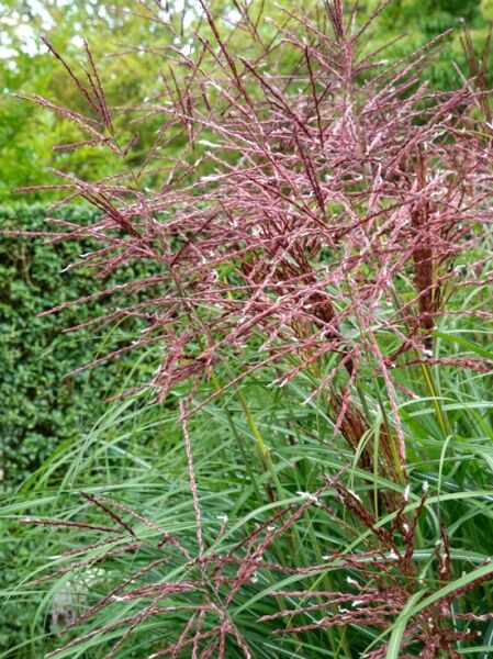 Chinaschilf 'China' / Miscanthus sinensis 'China'