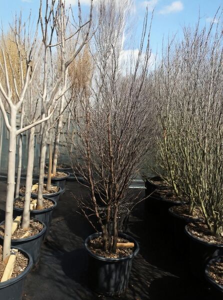 Gewöhnlicher Judasbaum (Cercis siliquastrum) 175-200 cm C50, mehrstämmiger laubfreier Strauch im Container auf Baumschulfläche.