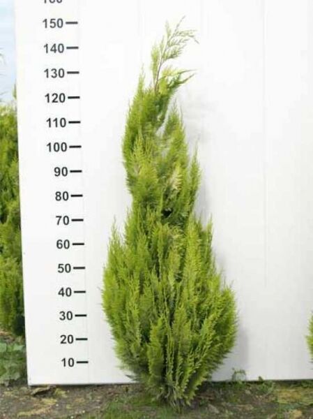 gelbe Scheinzypresse 'Ivonne' / gelbe Scheinzypresse 'Ivonne'