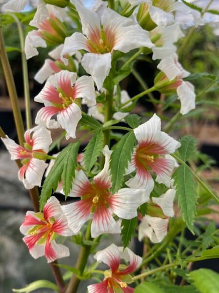 Xanthoceras sorbifolium (Gelbhorn) mit weißen Blüten und rötlicher Zeichnung sowie gefiederten grünen Blättern