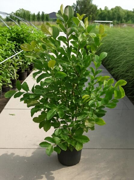 Magnolia loebneri 'Leonard Messel' (Rosa Stern-Magnolie) 125-150 cm C20, buschige Pflanze im Container mit grünem Laub