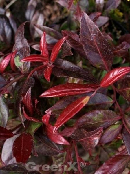 Leucothoe axillaris 'Red Lips ®' / Traubenheide 'Red Lips'