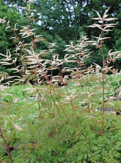 Geißbart 'Horatio' / Aruncus aethusifolius 'Horatio'