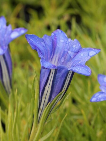 Herbst Enzian 'Royal Highlander' / Gentiana sino-ornata 'Royal Highlander'