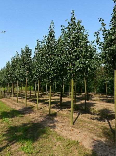 Malus baccata 'Street Parade' / Kirschapfel 'Street Parade' Hochstamm, Bäume in Reihe in der Baumschule.