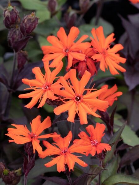 Licht-Nelke 'Orange Zwerg' / Lychnis x arkwrightii 'Orange Zwerg'