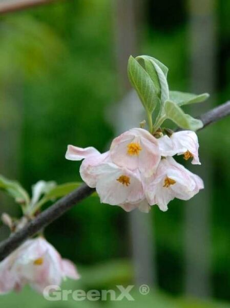 Halesia monticola vestita / Schneeglöckchenbaum 'Vestita'