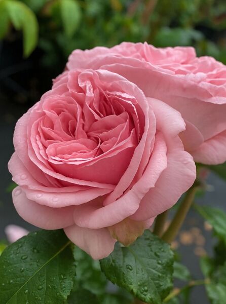 Kletterrose Rosa 'Giardina' (Rosa 'Giardina') mit großer, rosafarbener, dicht gefüllter Blüte und grünen Blättern.