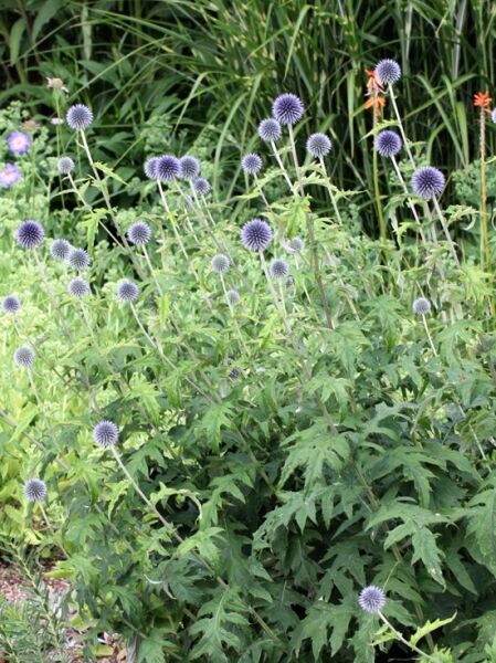 Echinops bannaticus 'Blue Glow' / Kugeldistel